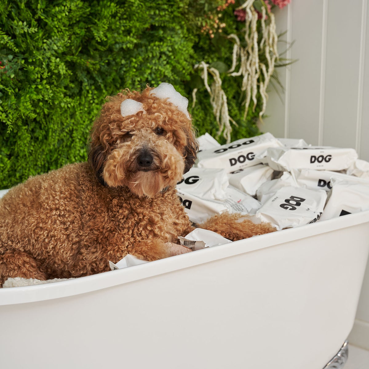 Dog sales cleansing wipes